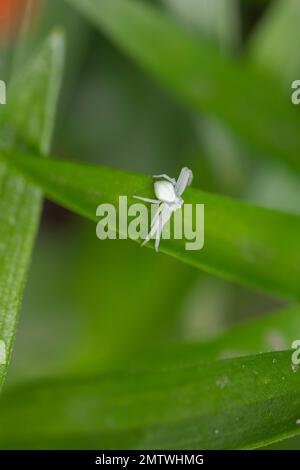Misumessus oblongus, Krabbenspinne, Krabbenblumenspinne, auf Blumenblatt, Nahaufnahme mit Details. Stockfoto