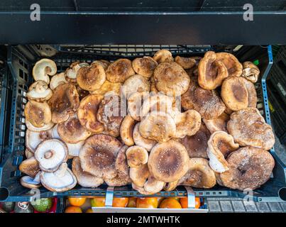 Shiitake-Pilze, auch bekannt als Shitake, in einer Schachtel eines Marktes. Stockfoto