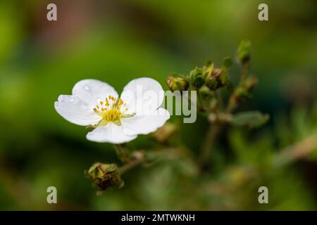 Fragaria vesca, gemeinhin genannt, wilde Erdbeere, Nahaufnahme von Blume mit Wassertropfen. Stockfoto