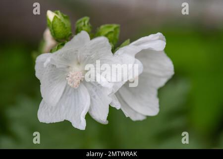 Blütenpflanze. Malva moschata, weißer Moschus, Moschus, Garten Brownsburg, Quebec Stockfoto