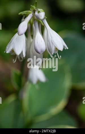 Hosta-Pflanze, Blumen und Blätter im sattigen Garten, Brownsburg, Quebec Stockfoto