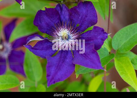 Clematis, Clematis Jackmanii, groß, blühender Hybrid, Nahaufnahme, Makro Stockfoto