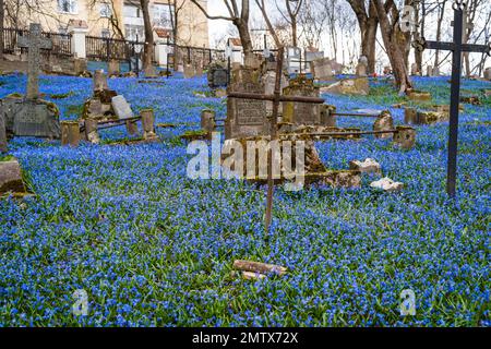 Teppich aus blühenden blauen Holzteppichen Scilla siberica auf dem Bernardinen-Friedhof in Vilnius im Frühling Stockfoto