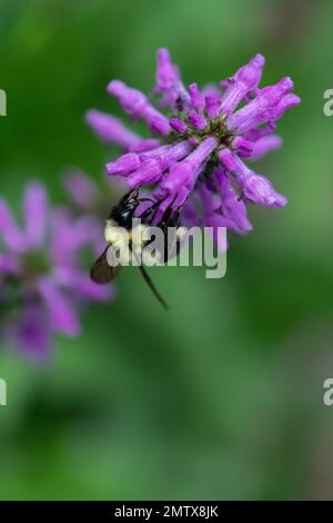 Hummelbiene auf Nepeta auf Nahrungssuche und polinierende Blumen Stockfoto