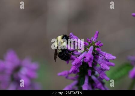 Hummelbiene auf Nepeta auf Nahrungssuche und polinierende Blumen Stockfoto