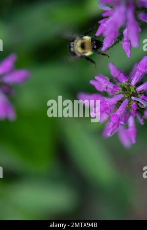 Hummelbiene auf Nepeta auf Nahrungssuche und polinierende Blumen Stockfoto