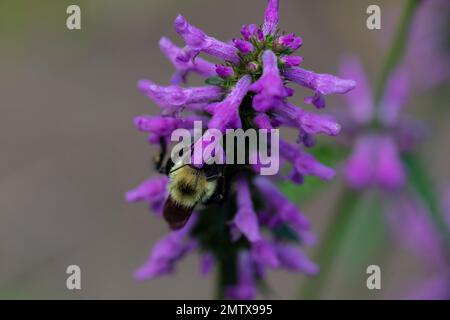 Hummelbiene auf Nepeta auf Nahrungssuche und polinierende Blumen Stockfoto