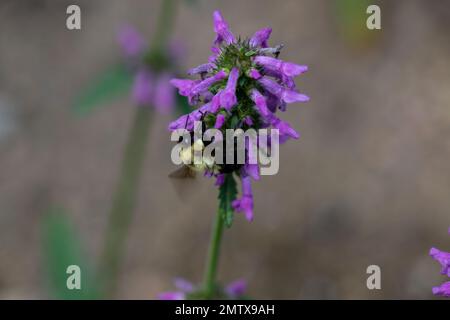 Hummelbiene auf Nepeta auf Nahrungssuche und polinierende Blumen Stockfoto