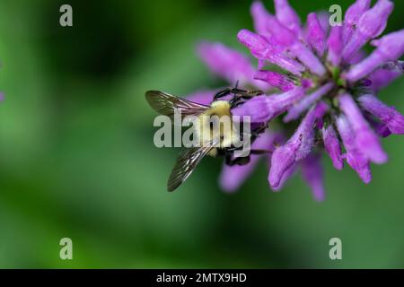 Hummelbiene auf Nepeta auf Nahrungssuche und polinierende Blumen Stockfoto