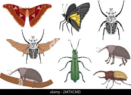 Vektorsatz tropischer Insekten. Handgezeichnete farbige Atlas Motte, Weevil, Schmetterling, goliath, Herkules-Käfer, Spanische Fliege. Farbenfrohe niedliche T-Kollektion Stock Vektor