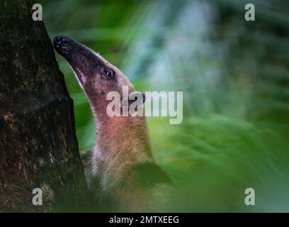 Nahaufnahme eines südlichen Tamanduas Stockfoto