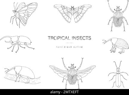 Vektorsatz tropischer Insekten. Handgezeichnete Umrisse von Atlas Motte, Weevil, Schmetterling, goliath, Herkules-Käfer, Spanische Fliege. Schwarz-Weiß-Kollektion Stock Vektor