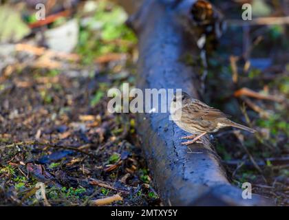 Dunnock, Prunella modularis, steht auf einem Baumstamm inmitten von Unterholz. Winter, Seitenansicht, Blick nach links Stockfoto