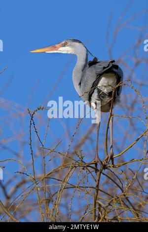 Grauer Reiher balanciert hoch auf dünnen Ästen, um die beste Sicht zu erhalten Stockfoto