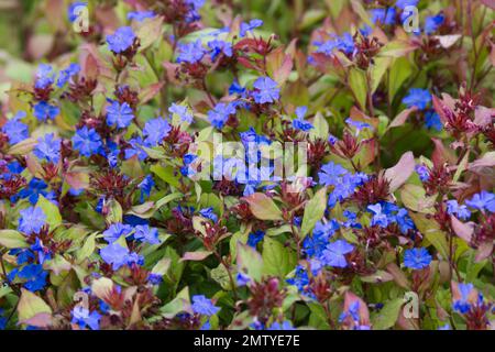 Blaue Herbstblüten von Ceratostigma willmottianum, auch bekannt als Chinesischer Plumbago, Ceratostigma plumbaginoides, Bleikraut oder harter Plumbago UK September Stockfoto