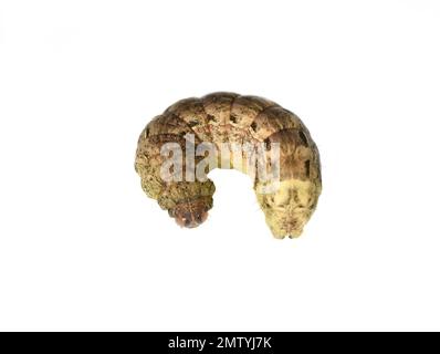 Raupe des grossen gelben underwing nachtaktive Motte Noctua pronuba auf weißem Hintergrund Stockfoto