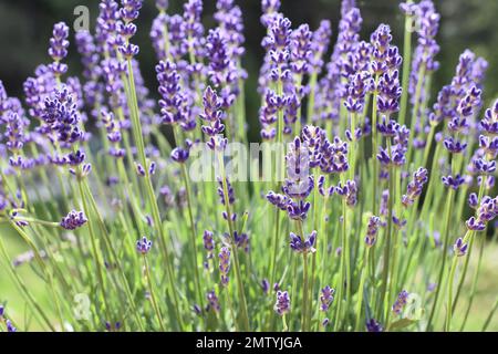 Lavandula angustifolia Englische Lavendel lila Blüten Stockfoto