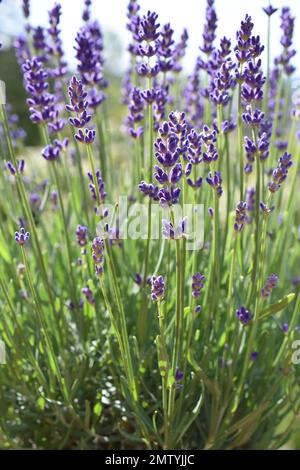 Lavandula angustifolia Englische Lavendel lila Blüten Stockfoto