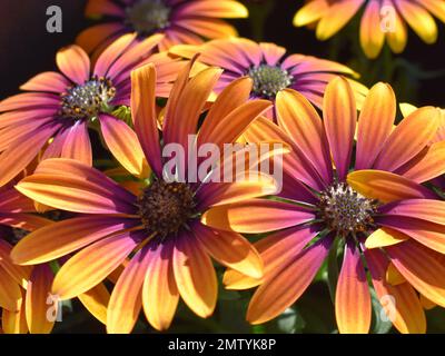 Nahaufnahme der orangefarbenen und pinkfarbenen spanischen margueritenblume Stockfoto