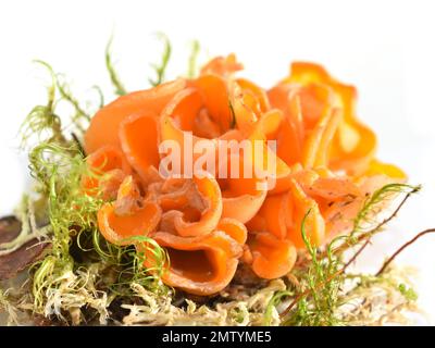 Der Orangenschalen-Pilz Aleuria aurantia auf weißem Hintergrund Stockfoto