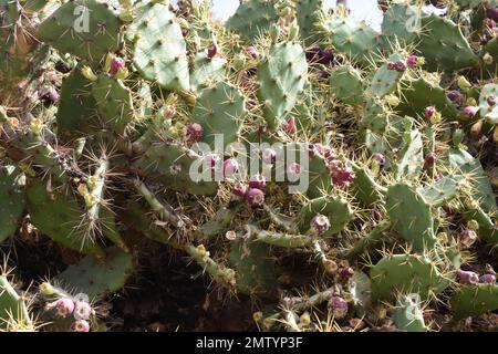 Nahaufnahme von Früchten mit Stachelbirnen-Kaktus Opuntia Stockfoto