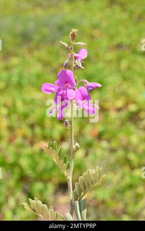 Fischvergiftungspflanze Tephrosia purpurea rosa Blüten Stockfoto