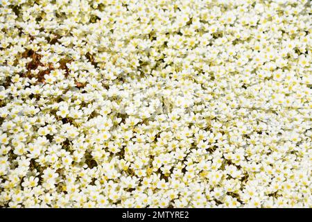 Große Gruppe von weißen Saxifrage-Blumen im Frühling Stockfoto