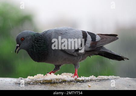 Eine Nahaufnahme einer Feraltaube, Columba livia domestica, die von den Regentropfen nass wird Stockfoto