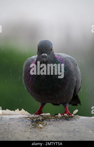 Eine vertikale Nahaufnahme einer Feraltaube, Columba livia domestica, die von den Regentropfen nass wird Stockfoto