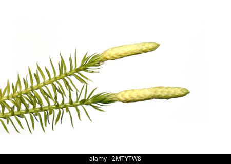 Sporenkapseln auf lycopodium-Club-Moos-Pflanze isoliert auf weißem Hintergrund Stockfoto