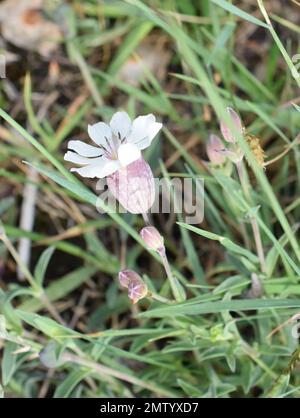 Sea campion silene uniflora blüht in der Natur Stockfoto