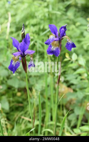 Blaue Iris sibirica blüht in einem Garten Stockfoto