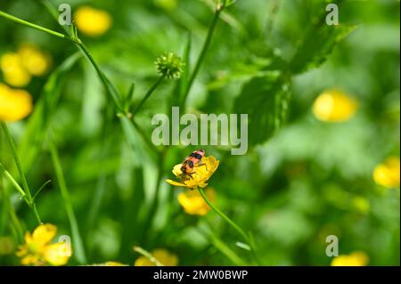 Roter und schwarzer Schachkäfer ( Cleridae ) auf einer gelben Blume in der Natur Stockfoto