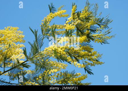 Akacia dealbata, blaues Klatsch, Mimosa, immergrüner Strauß, gelbe Blütenköpfe, In Endgruppen übertragen Stockfoto