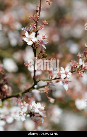 Prunus cerasifera Hessei, Zwergblüten Kirschblüte Hessei, weiße Blüten, im Frühling Stockfoto