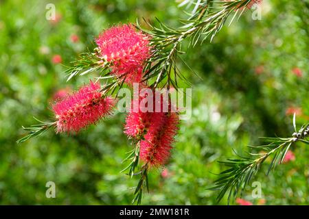 Callistemon citrinus splendens, purpurrote Flaschenbürste, immergrüner Strauß, purpurpurrote Flaschenbürste-ähnliche Blumenspitzen in der Nähe der Schießspitzen Stockfoto