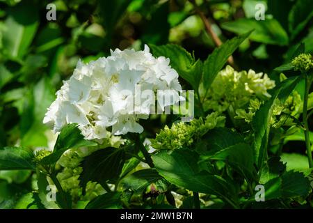 Hortensia macrophylla Nymphe, Milchstrauch, große, abgerundete Haufen weiße Blumen Muschelblätter Stockfoto