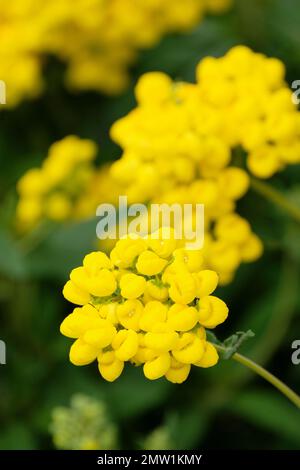 Calceolaria integrifolia, Slipperwürze, Busch-Slipperwürze, immergrüner Strauß, Blütengelb, In großen Korymben Stockfoto