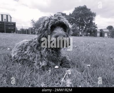 Schwarz-weiß süßbraunes Cockapoo Hündchen, das im Garten chillt Stockfoto