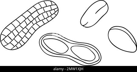 Vector schwarz-weiße Erdnusssymbol. Satz isolierter einfarbiger Muttern. Zeichnung von Essenslinien im Cartoon- oder Doodle-Stil, isoliert auf weißem Hintergrund Stock Vektor