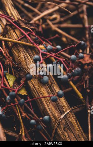 Eine Nahaufnahme von Virginia-Kriechbeeren, die über einem Holzzaun wachsen Stockfoto