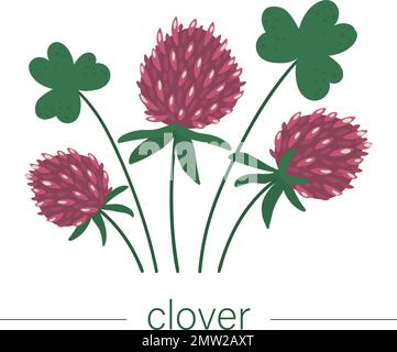 Abbildung: Flacher Vektorklee. Süße Frühlingsblumen. Die ersten blühenden Pflanzen. Blumenclip-Art isoliert auf weißem Hintergrund. Stock Vektor