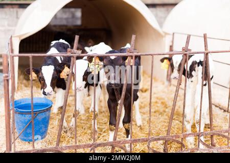 Junge Kälber wöchentlich auf dem Milchviehbetrieb Stockfoto