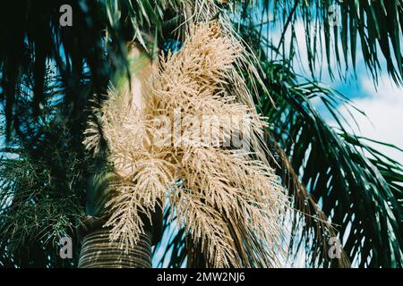 Die Talipotpalme (Corypha umbraculifera) an einem Ast Stockfoto