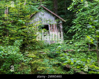 Altes Schuppen oder Scheune im Wald Stockfoto