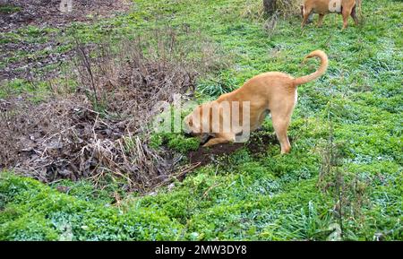 Gemischter Staffelhund gräbt ein Loch. Stockfoto