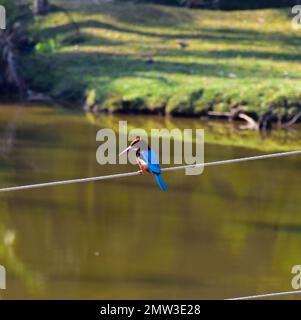 Ein Kingfisher, der neben einem Teich sitzt. Stockfoto