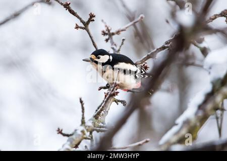 Toller Specht (Dendrocopos Major), weiblicher Vogel im Winter Stockfoto