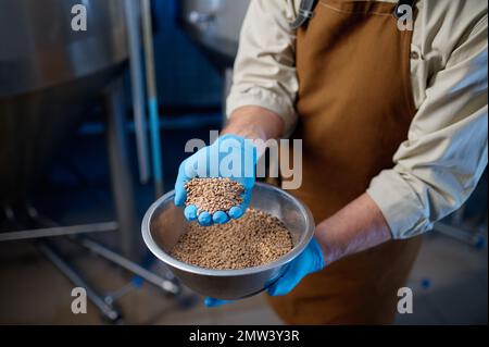 Nahaufnahme männlicher Hände in Gummihandschuhen mit Weizenkörnern Stockfoto