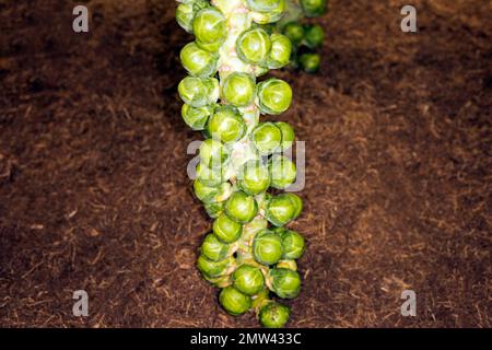 Rosenkohl Stockfoto